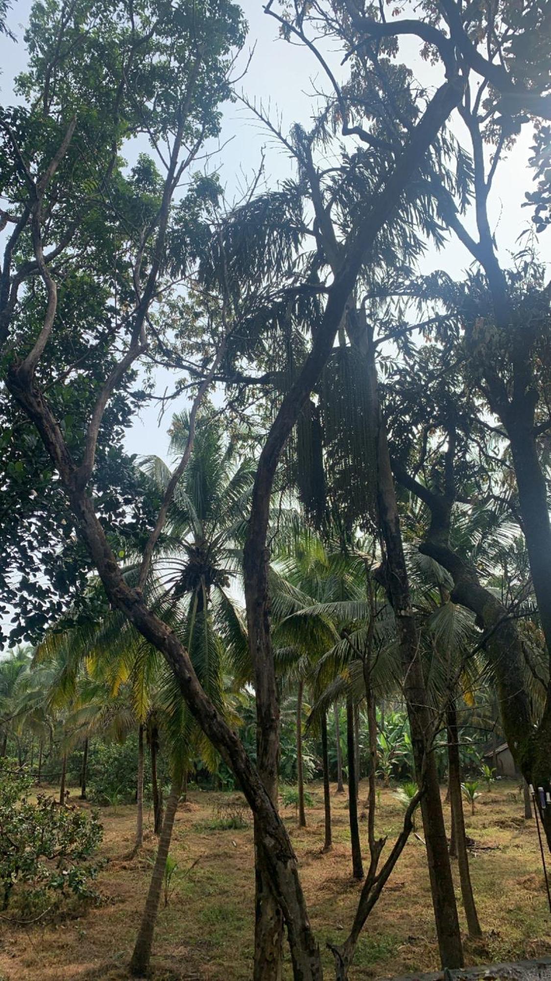 Tamasha Goa Vagator Hostel Exterior photo