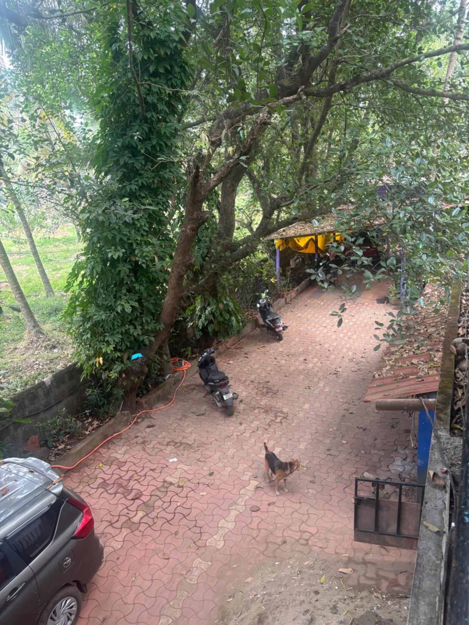 Tamasha Goa Vagator Hostel Room photo